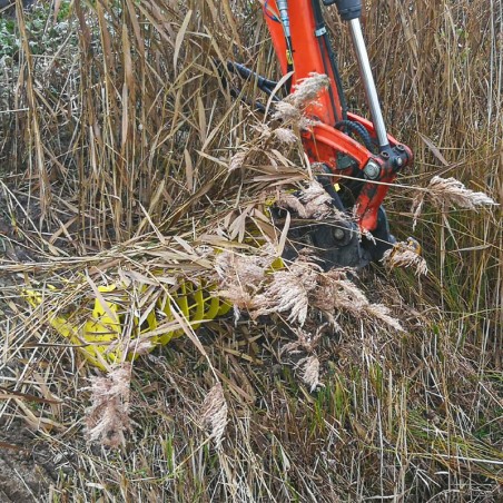 Ramasser le roseau en bord de rivière